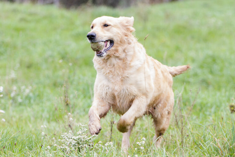 Read more about the article Positive Reinforcement: The Key to Training Golden Retrievers