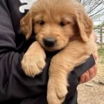 Goldschein’s Goldens: How We Raise and Care for Our Golden Retriever Puppies