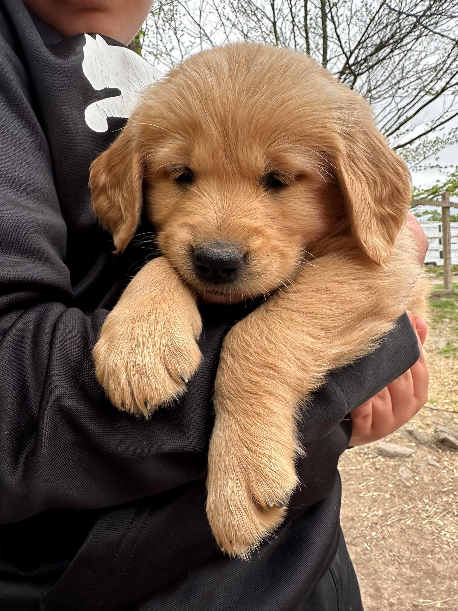 Read more about the article Goldschein’s Goldens: How We Raise and Care for Our Golden Retriever Puppies