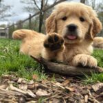 Goldscheins Goldens & Goldscheins Homestead: Where Family, Farming, and Golden Retrievers Come Together