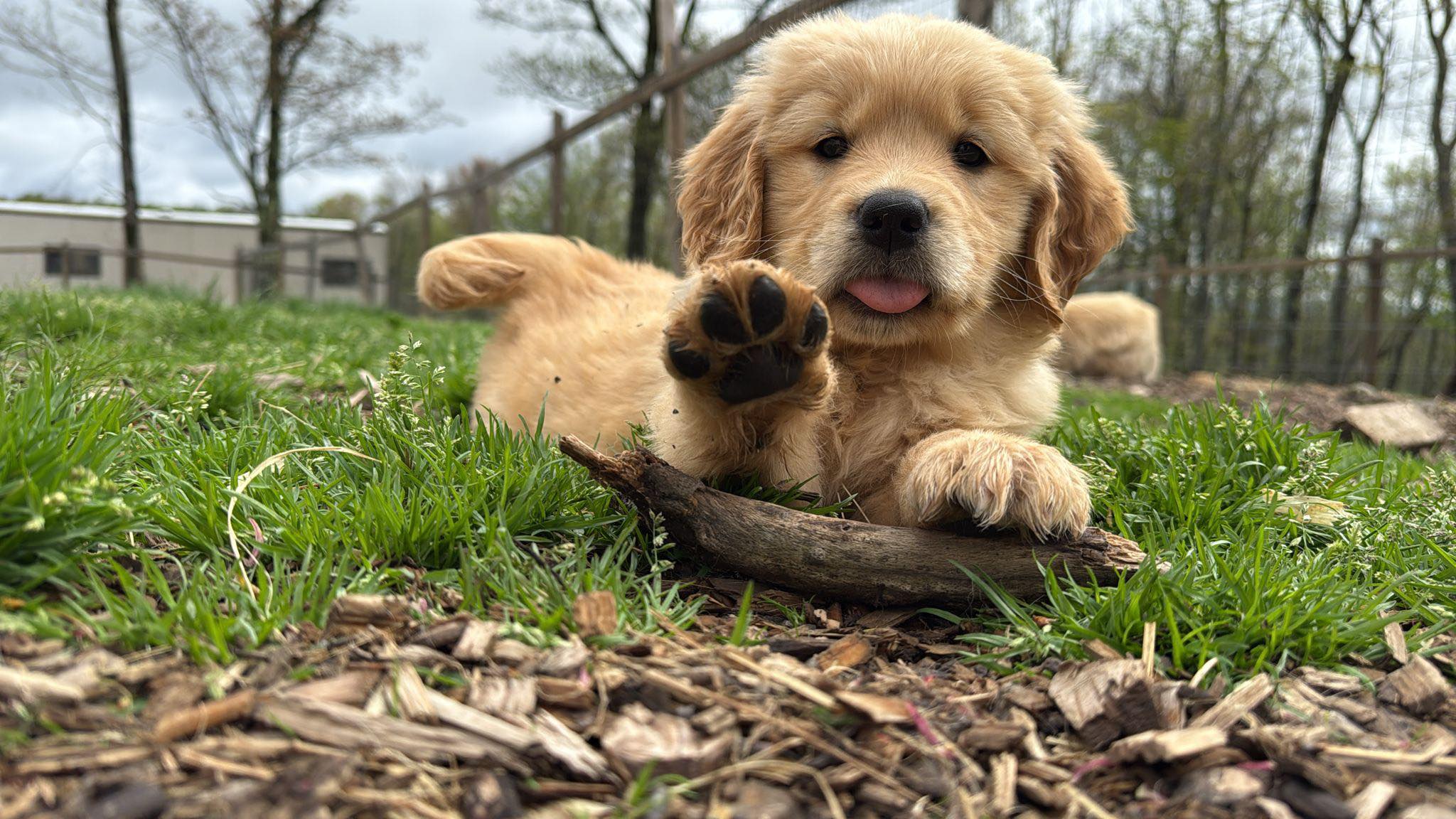 Read more about the article Goldscheins Goldens & Goldscheins Homestead: Where Family, Farming, and Golden Retrievers Come Together