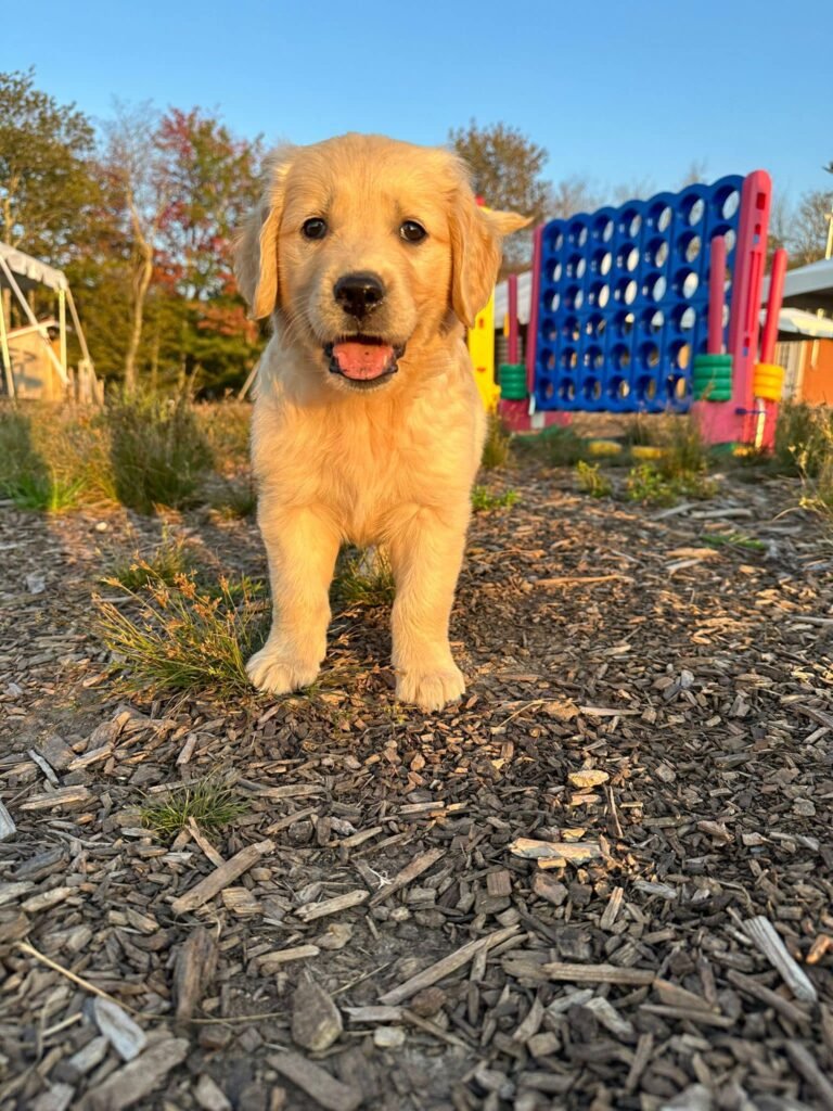 Golden Retriever puppy standing outside on the farm at Goldschein's Goldens