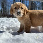 Homestead Life at Goldscheins Goldens: How a Peaceful Lifestyle Shapes Exceptional Golden Retrievers