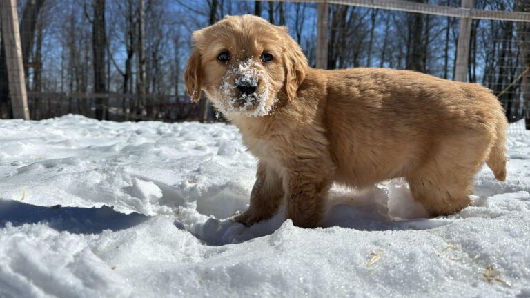 Read more about the article Advice from Goldscheins Goldens: How to Prepare for Bringing Home a Golden Retriever Puppy