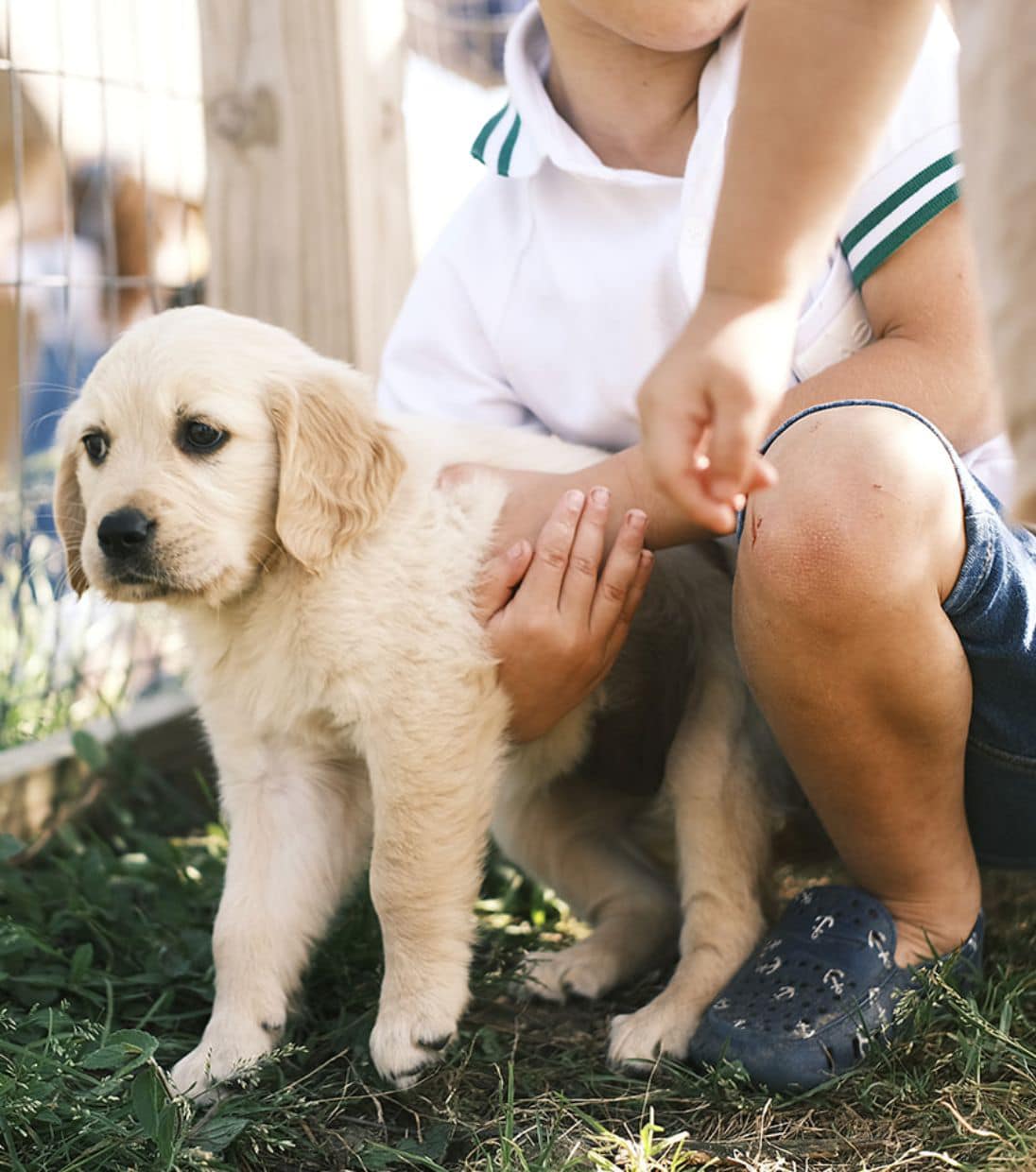 Read more about the article Building a Lifelong Bond with Your Golden Retriever