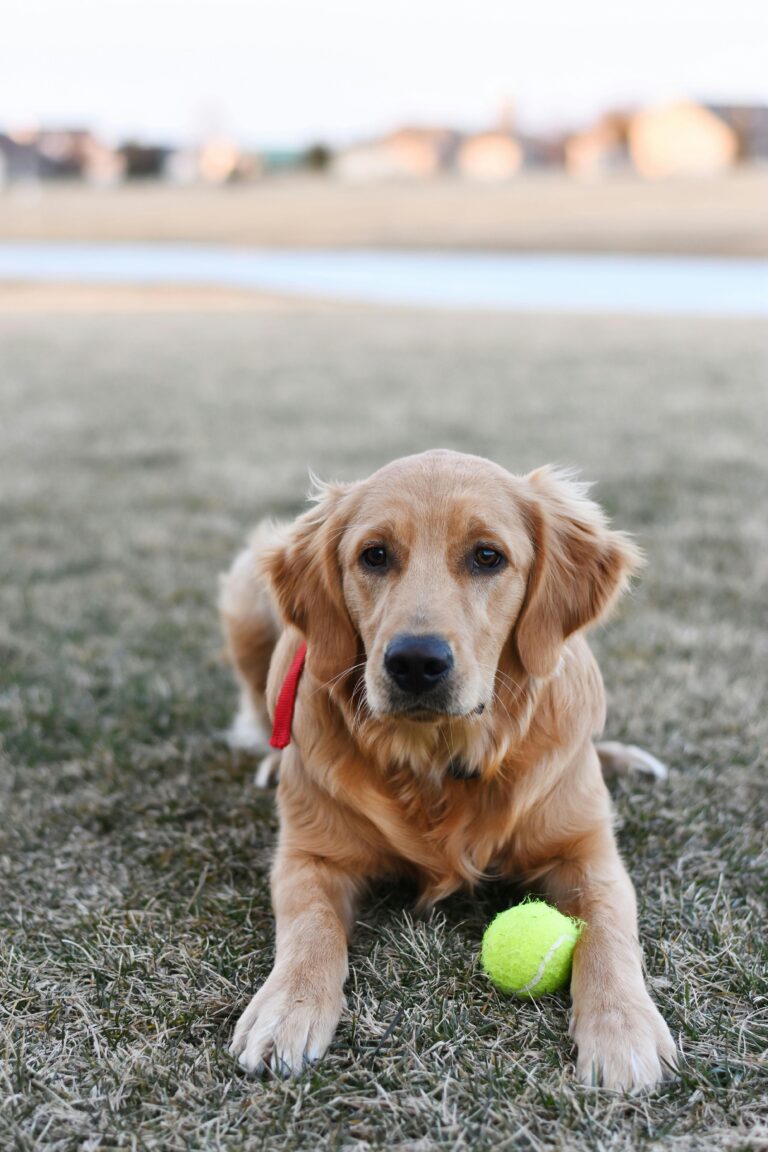 Read more about the article Creating Structure: Why Routine Matters for Your Golden Retriever